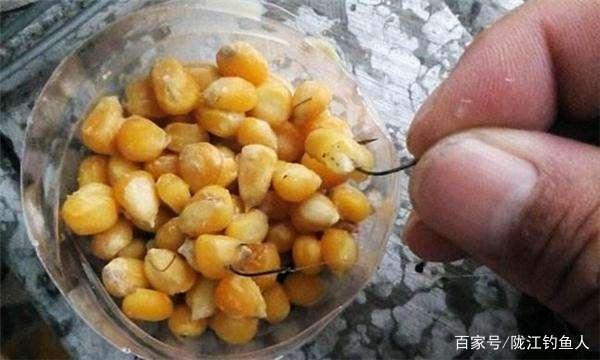 夏天江河野钓大草鱼，老钓鱼人最喜欢用的方法，新手好好学习吧！