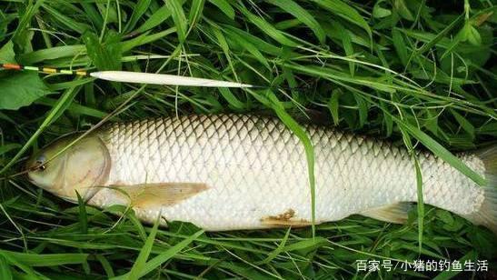 「野钓」怎么钓草鱼？